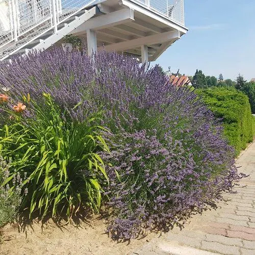 招待所 Szivarvany Vendeghaz Badacsony *